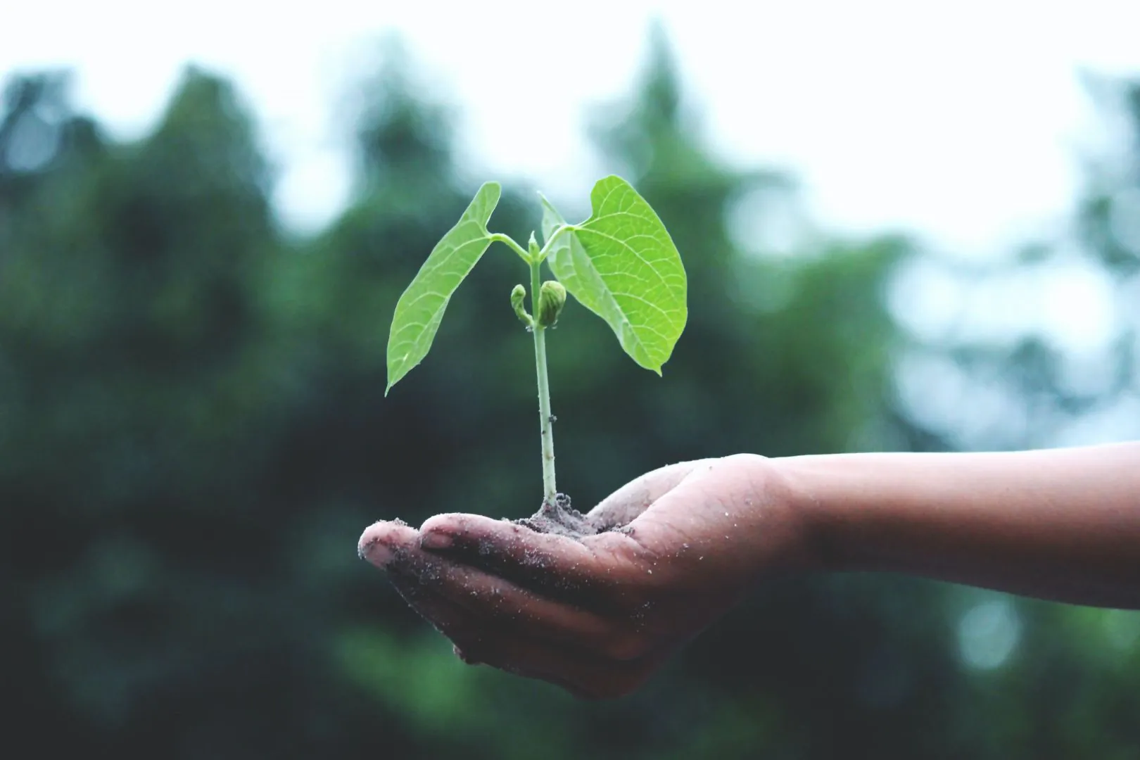 Education à l'environnement vers un développement durable